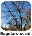 Bagolaro occidentale